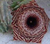 Huernia barbata -Koehres -пагони-