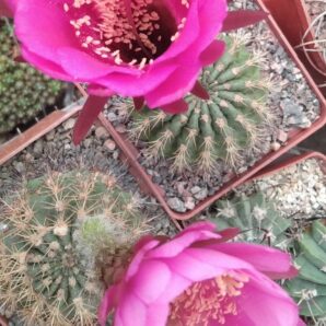 Pseudolobivia kermesina -суперквіти-seeds-насіння- 10шт-