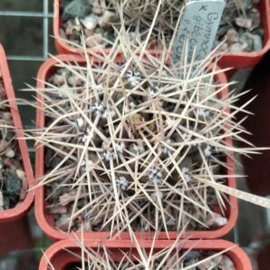 Gymnocalycium gibbosum JPR54-121 -seeds-насіння- 10шт-