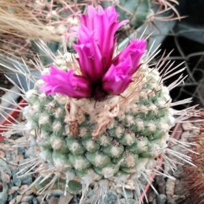 Strombocactus esperanzae -seeds-насіння- 20шт-