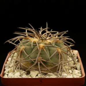 Gymnocalycium spegazzinii (№3)