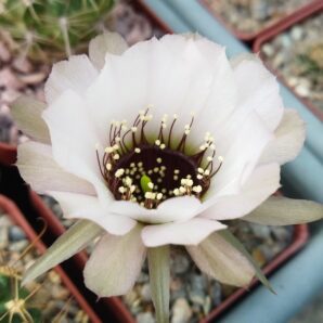 Насіння Lobivia jajoiana cv. anemone (2)