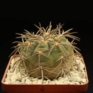 Gymnocalycium spegazzinii (№4)