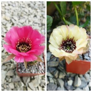 Насіння Lobivia jajoiana #С