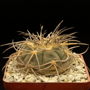 Gymnocalycium spegazzinii (№5)