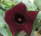 Huernia macroacantha v. penzigii -пагони-
