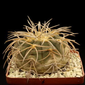 Gymnocalycium spegazzinii (№6)