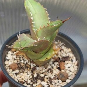 Agave titanota FO-076