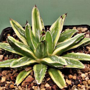 agave-victoria-reginae-marginata-aurea-1