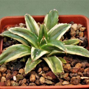 agave-victoria-reginae-marginata-aurea-4.