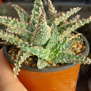 Aloe hybrid (продається дєтка)