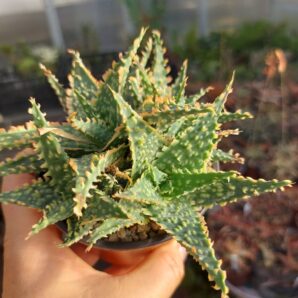 Aloe hybrid (продається дєтка)