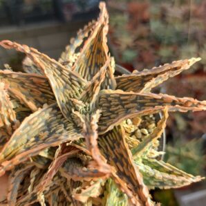 Aloe hybrid (продається дєтка)