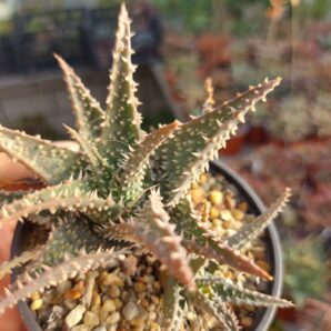 Aloe hybrid (продається дєтка)