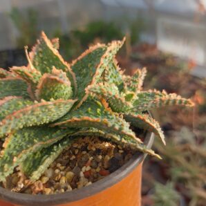 Aloe hybrid (продається дєтка)
