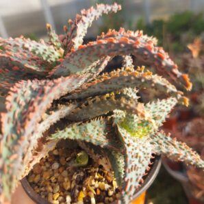 Aloe hybrid (продається дєтка)