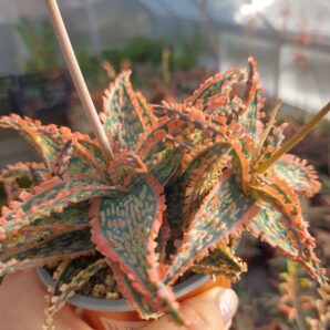 Aloe hybrid (продається дєтка)