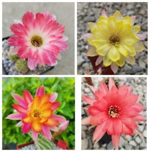 Насіння MIX Chamaecereus hybrid 1