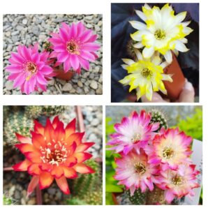 Насіння MIX Chamaecereus hybrid 2