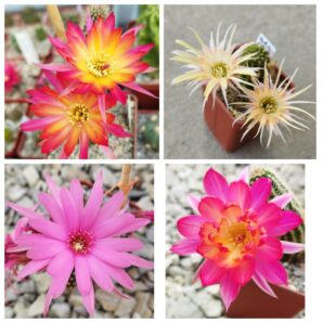 Насіння MIX Chamaecereus hybrid 3