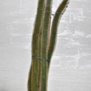 cleictocactus-flavispinus.