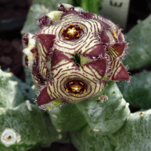 Сaralluma europeana -пагони-