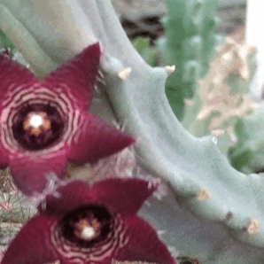 Сaralluma subulata -пагони-