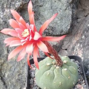 Matucana madisoniorum -seeds-насіння- 10шт-