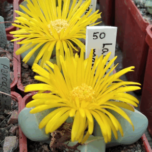 Lapidaria margaretae -Koehres- seeds-насіння-