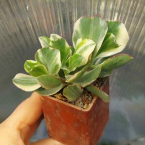 Crassula Curly Green var.
