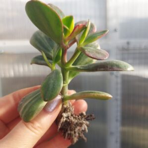 Crassula Hammels Ghost