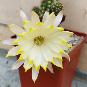 Chamaecereus hybrid Pan17.4.102 Amarna