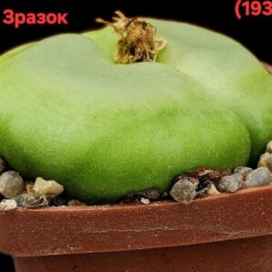 Conophytum ratum (big fa) -SH 2606 (5x5)-3046(193)