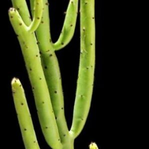 Euphorbia cedrorum (10x10)-3076(107)