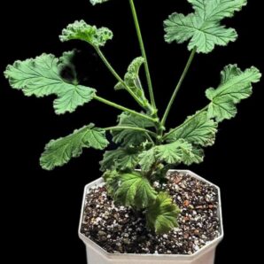 Pelargonium `Chocolate Pepermint` (mint-scented) (м’ятний запах) ` (D=11)-3097(166)