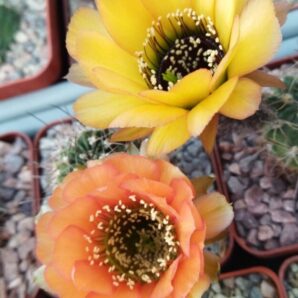 Насіння Lobivia jajoiana #012