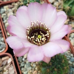 Насіння Lobivia jajoiana cv. anemone (1)