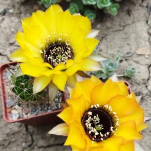 Насіння Lobivia jajoiana #011