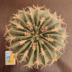 Ferocactus macrodiscus