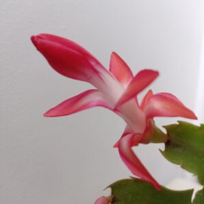 Schlumbergera (різдвяник) малиновий