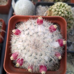 Mammillaria chionocephala