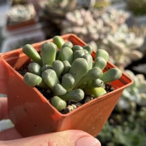 Aloinopsis schooneesii