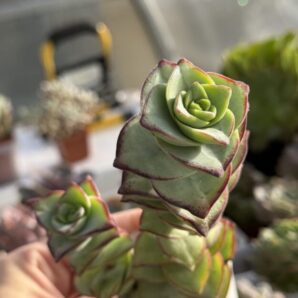 Crassula Perforata Giant form
