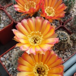 Насіння Lobivia rebutioides