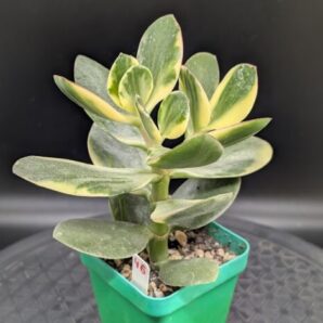 Crassula shin Kagetsu Nishiki