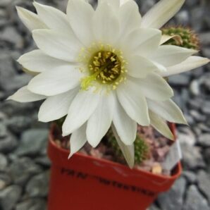 Chamaecereus hybrid Valentina