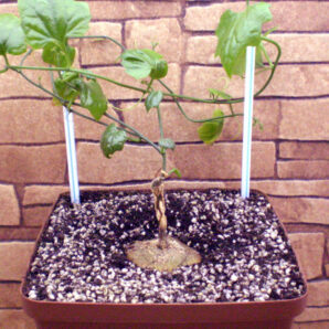 Cyclantheropsis parviflora