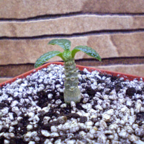 Dorstenia gigas