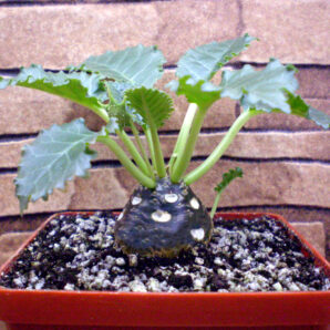 Dorstenia horwoodii