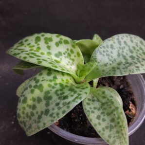 Drimiopsis Maculata var.